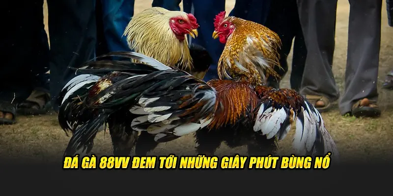 Đá gà 88vv luôn có chế độ thưởng nạp tiền rất hấp dẫn
