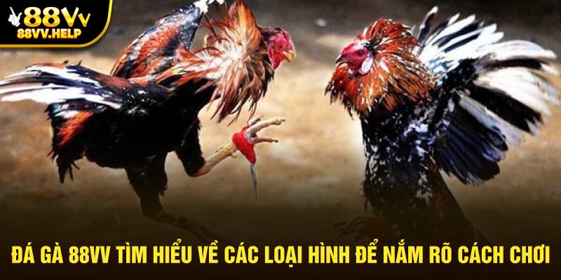 Giao diện được livetream với chế độ tốt nhất phục vụ người chơi online
