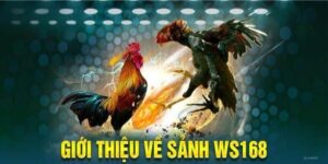 Hướng Dẫn Cá Cược Tại Sảnh Đá Gà WS168 Cho Người Mới