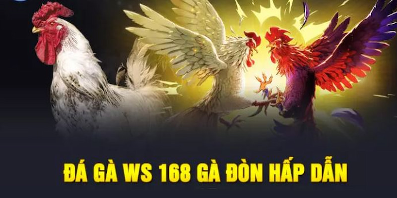 Sảnh WS168 luôn là điểm đến của giới mộ điệu chiến kê