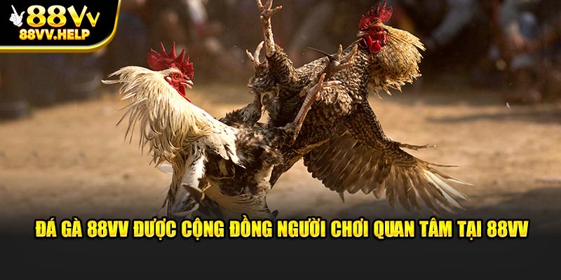Trò chơi kịch tính này thu hút rất nhiều tín đồ đam mê chiến kê